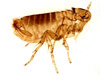 Scott's Pest Control - Fleas and Ticks