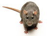 Scott's Pest Control - Mouse and Rat Control