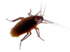 Scott's Pest Control - Roaches and Roach control