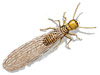 Scott's Pest Control - Termites