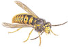 Scott's Pest control - Honey Bees - Carpnter Bees - Wasps
